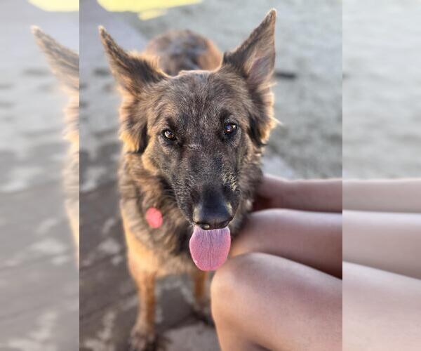 Medium Photo #2 German Shepherd Dog-Unknown Mix Puppy For Sale in Incline Village, NV, USA