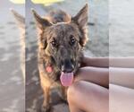 Small #1 German Shepherd Dog Mix