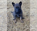Small Photo #9 Belgian Malinois Puppy For Sale in HAMPSHIRE, TN, USA