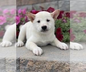 Shiba Inu Puppy for sale in CANOGA, NY, USA