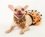 Shaboozy - Female Chug Dog for Adoption - Small photo