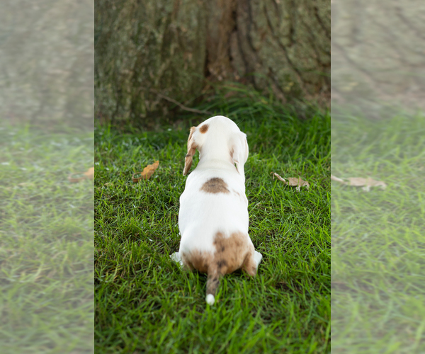 Medium Photo #4 Dachshund Puppy For Sale in BREMEN, IN, USA