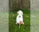 Small Photo #17 Dachshund Puppy For Sale in BREMEN, IN, USA