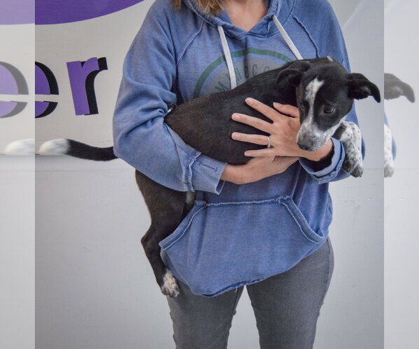 Medium Photo #3 Border Collie-Unknown Mix Puppy For Sale in Huntley, IL, USA