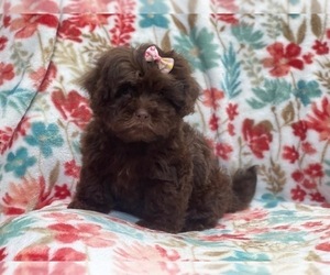 ShihPoo Puppy for sale in LAKELAND, FL, USA