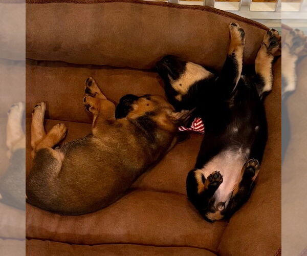 Medium Photo #4 Mutt Puppy For Sale in San Juan Capistrano, CA, USA