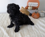 Small #13 ShihPoo