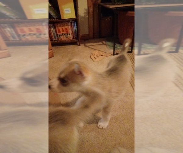 Medium Photo #9 Gerberian Shepsky Puppy For Sale in EDMORE, MI, USA