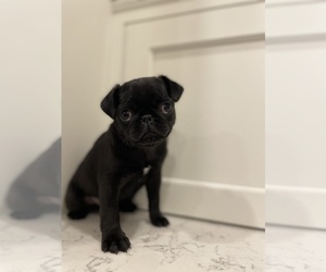 Pug Puppy for sale in SOMERSET, KY, USA