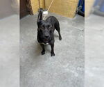 Small American Pit Bull Terrier Mix