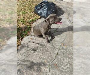 Mutt Dog for Adoption in Houston, Texas USA