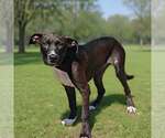 Small #4 Mutt