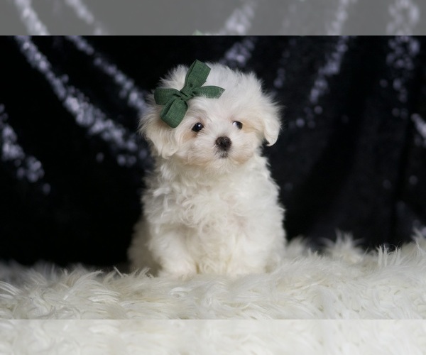 Medium Photo #6 Maltese Puppy For Sale in WARSAW, IN, USA