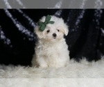 Small #5 Maltese