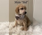 Small Photo #8 Goldendoodle Puppy For Sale in KEIZER, OR, USA