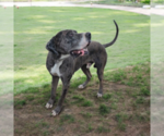 Small #1 Great Dane