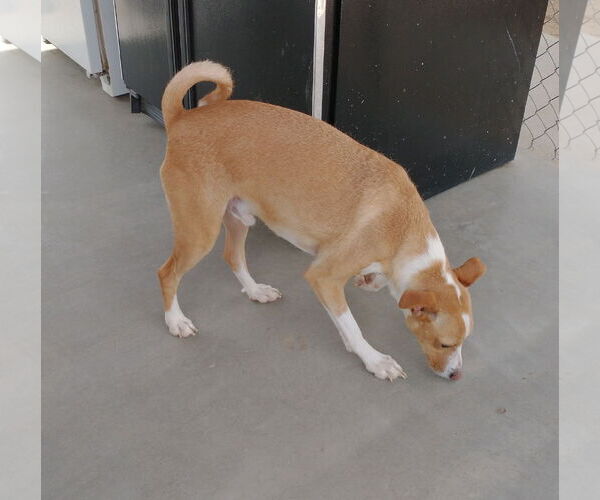 Medium Photo #3 Mutt Puppy For Sale in Apple Valley, CA, USA