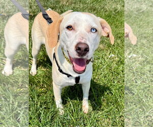 Pickles (F) - Female Aussiedor Dog for Adoption - Photo #4