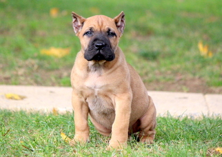 Presa Canario Puppy for sale in MOUNT JOY, PA, USA