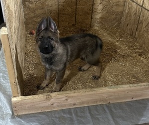 German Shepherd Dog Puppy for sale in RAYTOWN, MO, USA