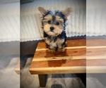 Image preview for Ad Listing. Nickname: Jessie