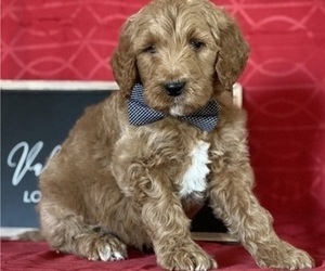 Goldendoodle Puppy for sale in LANCASTER, PA, USA