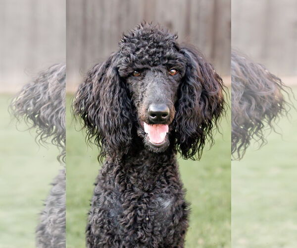 Medium Photo #3 Poodle (Standard) Puppy For Sale in McKinney, TX, USA