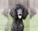 Small #2 Poodle (Standard)