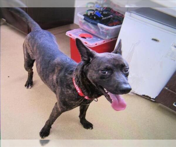 Medium Photo #1 Holland Shepherd Puppy For Sale in Derwood, MD, USA