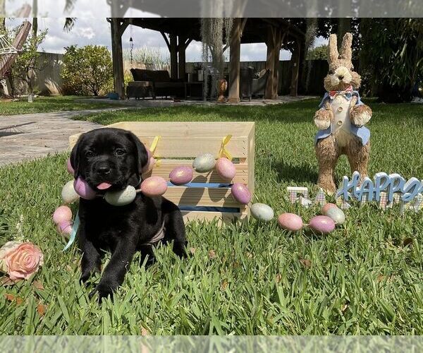 Medium Photo #13 Labrador Retriever Puppy For Sale in MIAMI, FL, USA