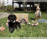 Small Photo #13 Labrador Retriever Puppy For Sale in MIAMI, FL, USA