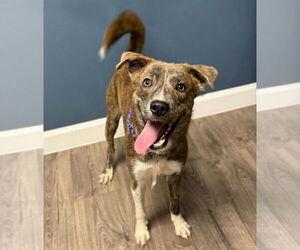 Dutch Shepherd -Plott Hound Mix Dogs for adoption in Lakewood, CO, USA