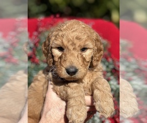 Goldendoodle Puppy for sale in TORRANCE, CA, USA
