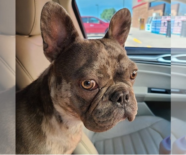 Medium Photo #1 French Bulldog Puppy For Sale in GLADSTONE, MO, USA