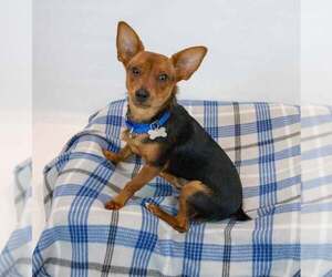 Chihuahua-Unknown Mix Dogs for adoption in Kennesaw, GA, USA