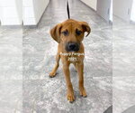 Small #3 Mutt