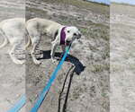 Small #1 Labrador Retriever Mix