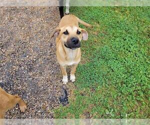 Labrador Retriever-Unknown Mix Dogs for adoption in Houston, TX, USA