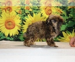 Image preview for Ad Listing. Nickname: Marbles