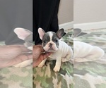 Puppy Puppy 1 Pink French Bulldog