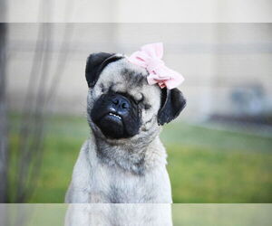 Pug Dogs for adoption in Sandy, UT, USA