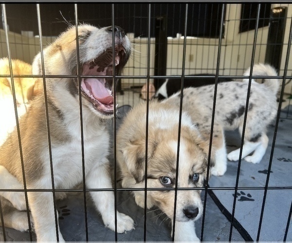 Medium Photo #10 Akita-Australian Shepherd Mix Puppy For Sale in NEWPORT NEWS, VA, USA