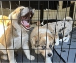 Small Photo #10 Akita-Australian Shepherd Mix Puppy For Sale in NEWPORT NEWS, VA, USA