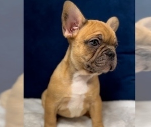 French Bulldog Puppy for sale in MANSFIELD, TX, USA