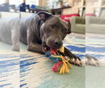 Small #2 American Pit Bull Terrier Mix