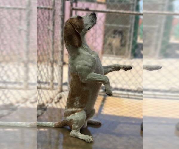 Medium Photo #2 Beagle Puppy For Sale in Apple Valley, CA, USA