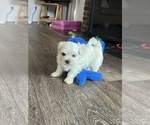 Small #4 Maltese