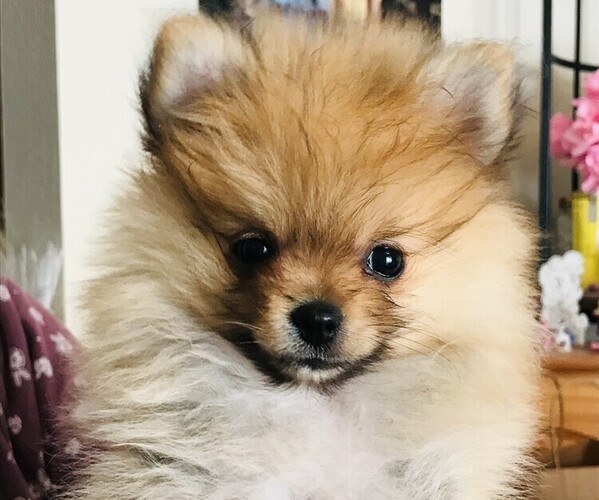 Medium Photo #2 Pomeranian Puppy For Sale in JULIAN, CA, USA