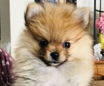 Small #1 Pomeranian