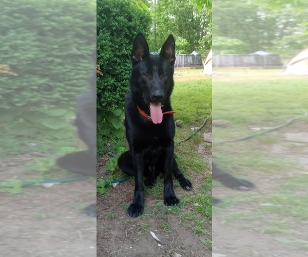 Medium Photo #1 German Shepherd Dog Puppy For Sale in MIDDLETOWN, CT, USA
